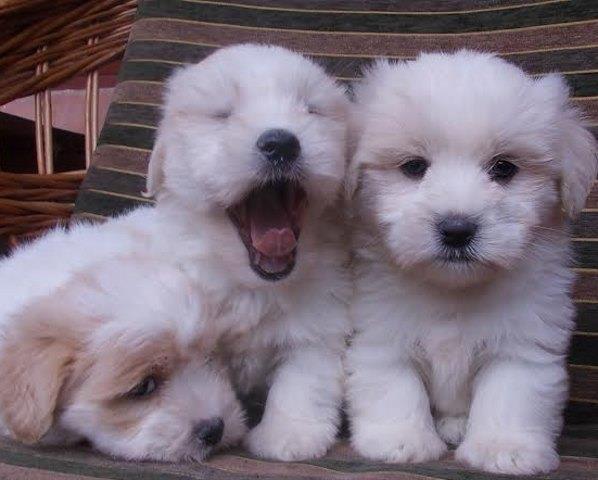 Koton-de-tulear---stenci-samp--porekla