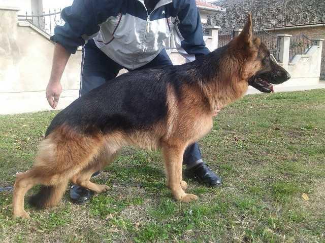 Nemackog ovcara