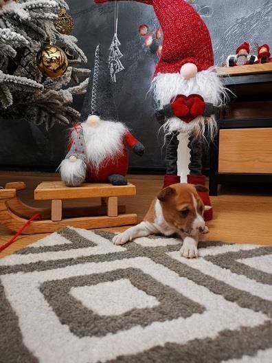 BASENJI