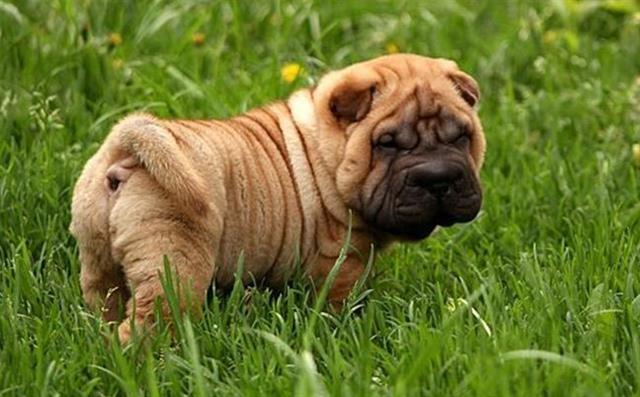 Stenci-shar-pei