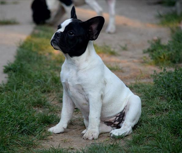 Francuski buldog štenci