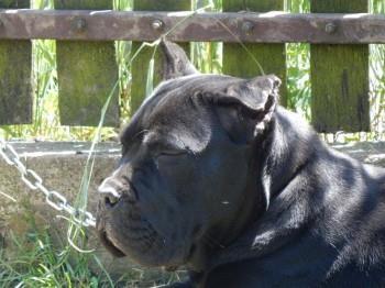 Cane-corso-žensko-štene
