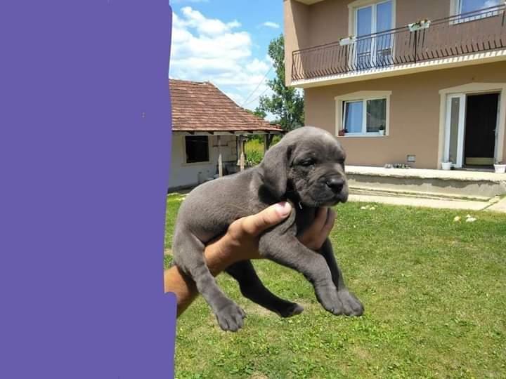 Cane-Corso