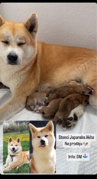 Japanska-AKITA-INU