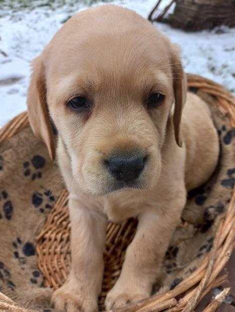 Labrador-stenci
