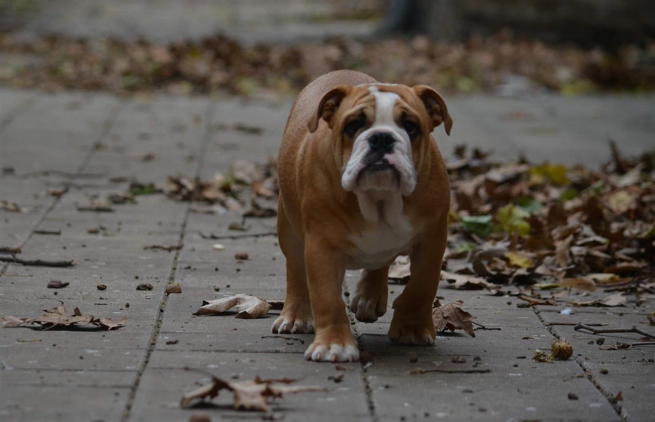 Engleski-buldog
