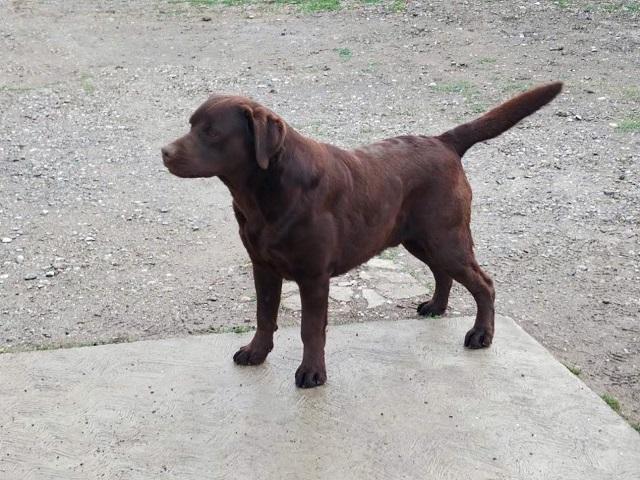 Labrador-retriver