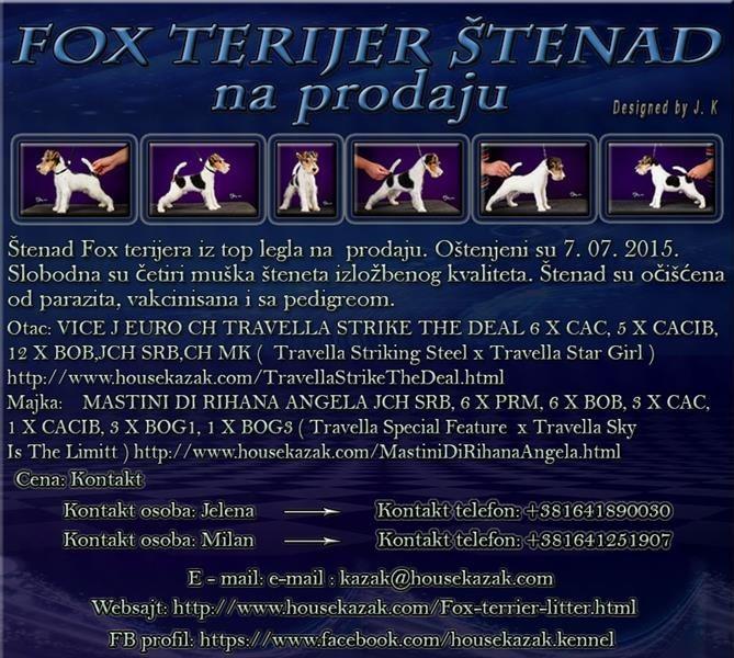 Fox-terijer-štenad