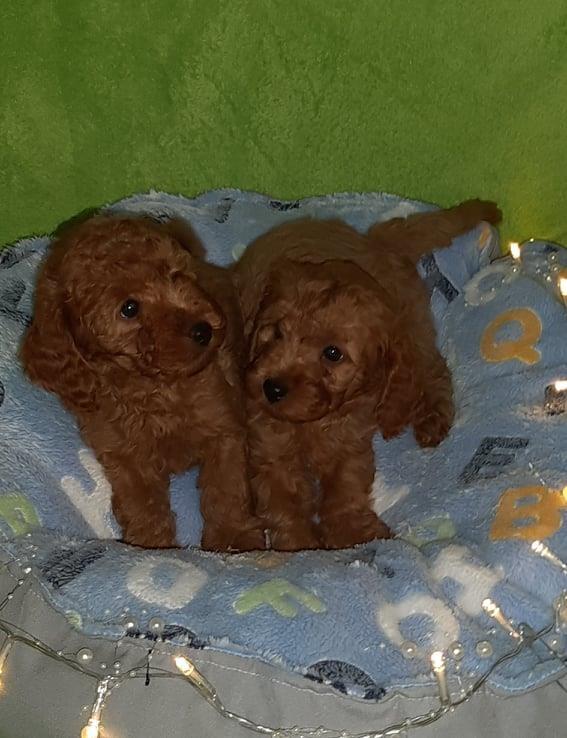 Crvena-mini-Pudla