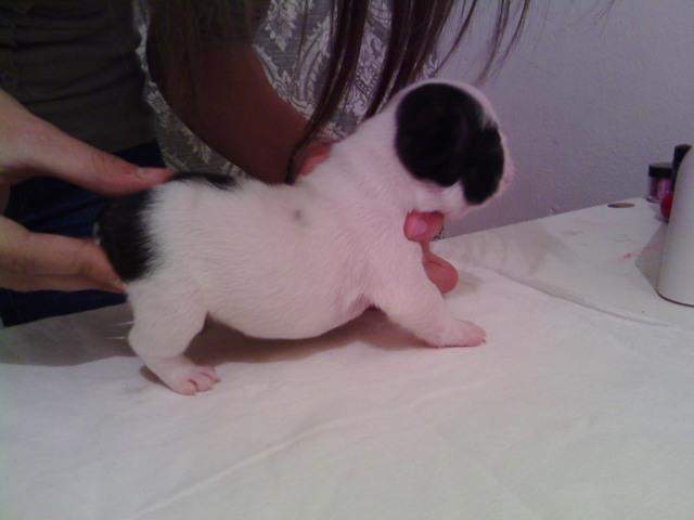 Francuski-buldog---stenci-