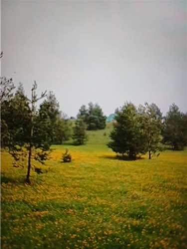 Pitomine Divcibare plac na prodaju