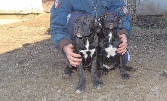 Cane Corso stenci
