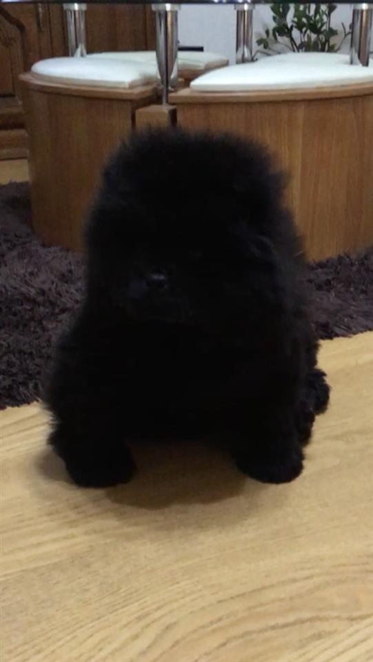 Chow-chow-cau-cau-stenad