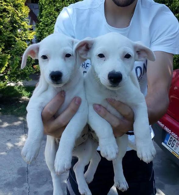 Jack-Russell-Terrier-