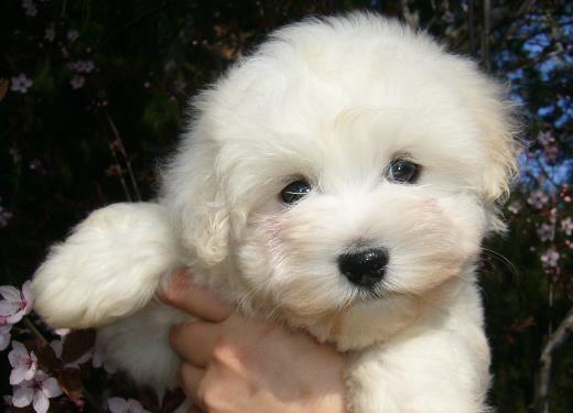 Maltezer-i-coton-de-tulear-stenci