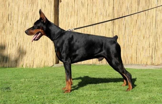 Doberman-stenci