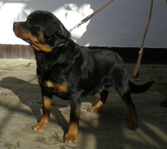 Rottweiler