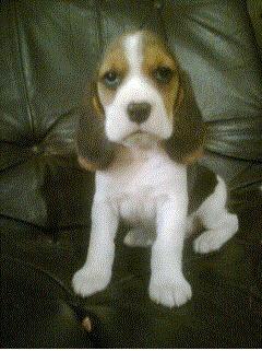 Bigl (Snoopy)