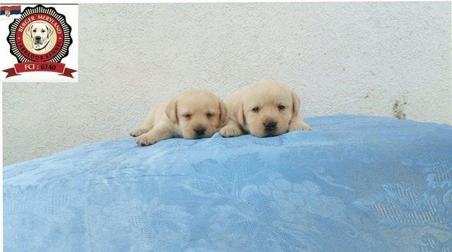 Stenci-LABRADOR-RETRIVERA