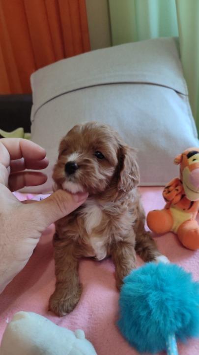 Cavapoo-stenci-2025