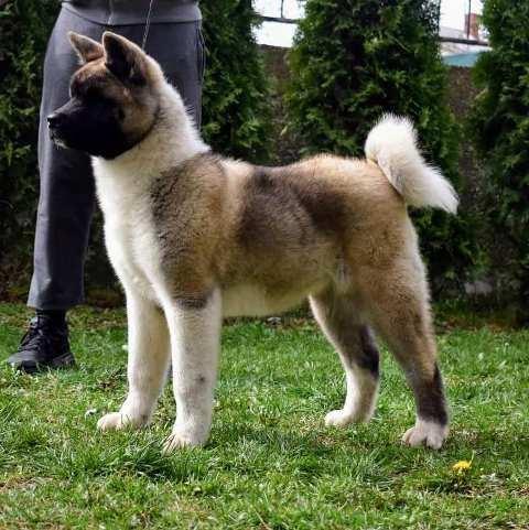 Američka-Akita-štenci