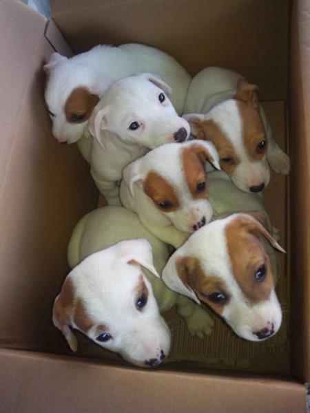 Jack-Russell-terrier-stenci