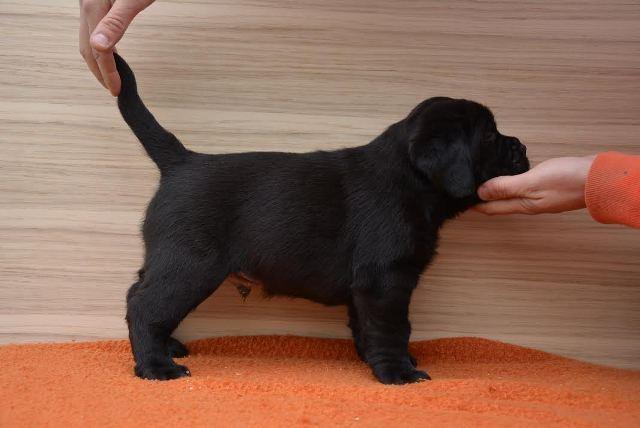 Labrador crni stenci