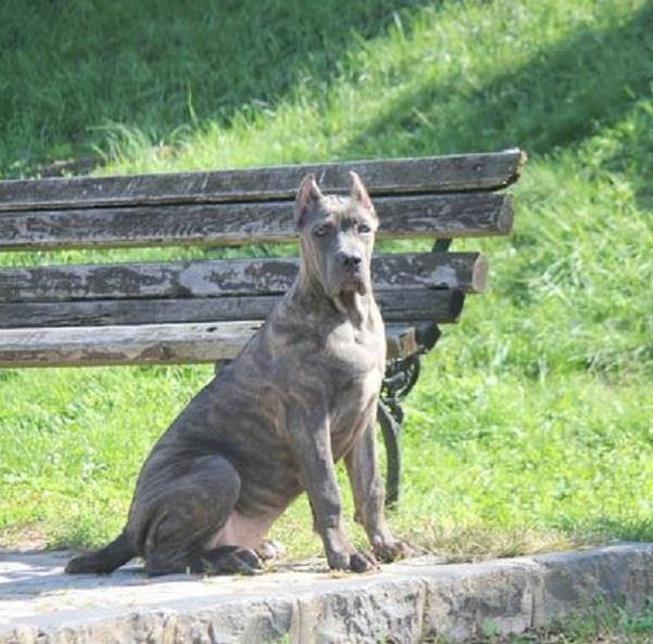 Cane-corso-štenci