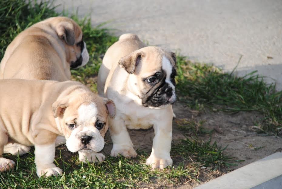 Engleski-buldog-