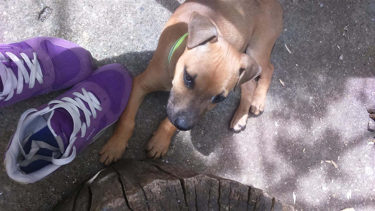 Pitbul-stene
