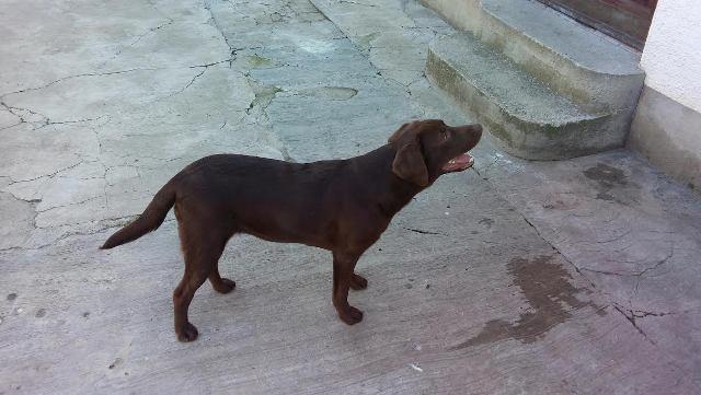 Labrador-stenad-i-psi