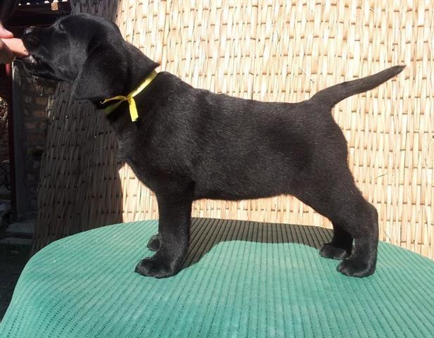 Zensko-stene-Labradora