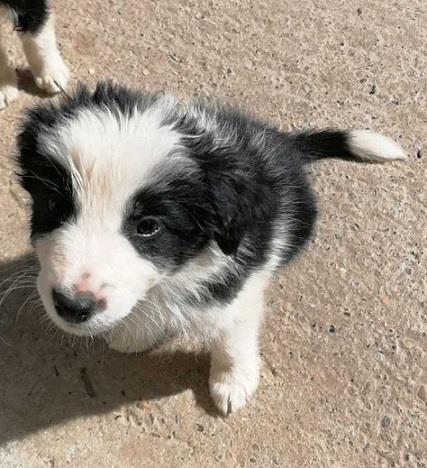 Border-koli-collie-štenci