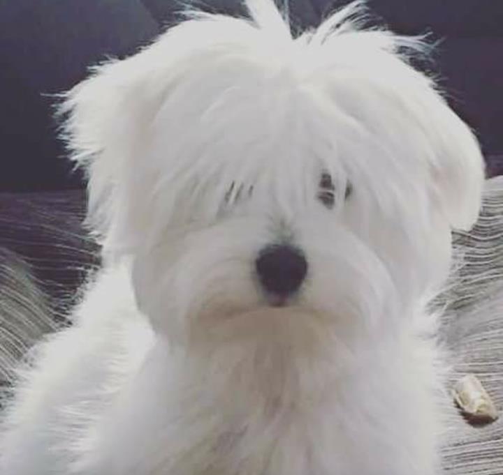Coton-de-Tulear