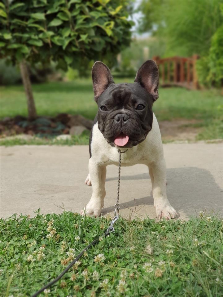 Francuski-buldog-štenci-