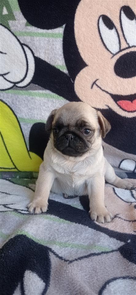 Mops-pug