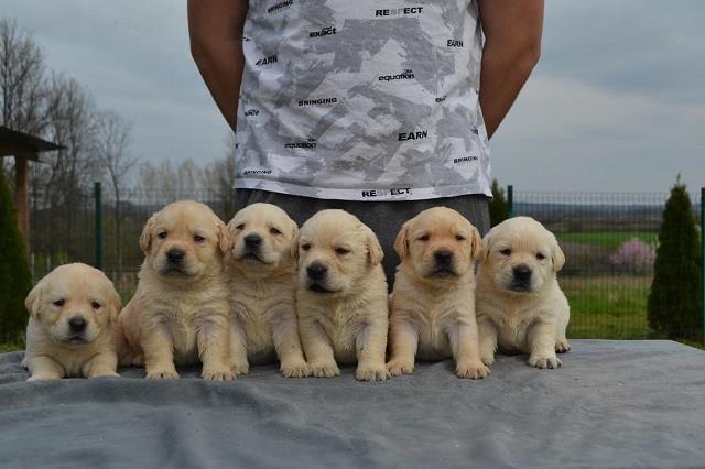 Labrador-retriver-