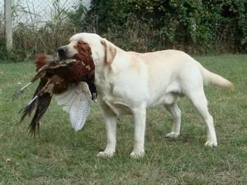 LABRADOR-STENAD