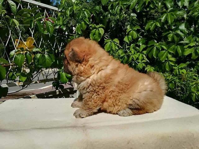 Chow-Chow-stenci