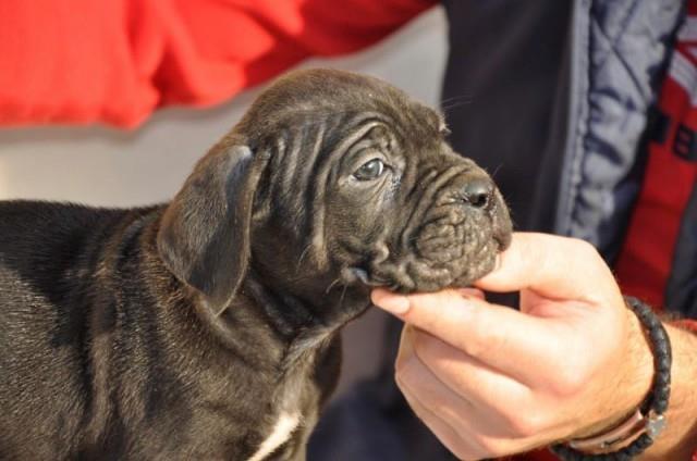 Cane-corso-stenci