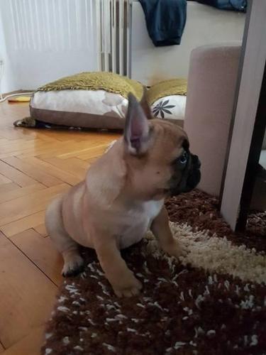 Francuski buldog, stenci