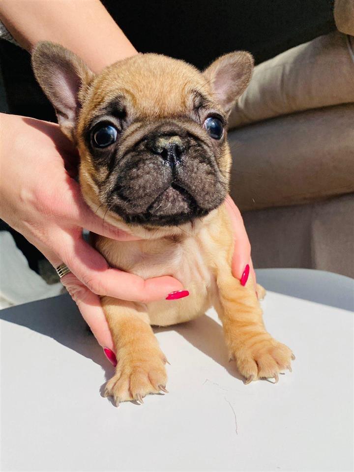 Francuski-Buldog
