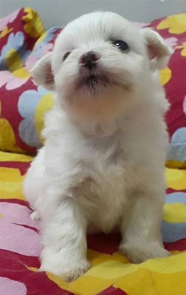 Coton-de-Tulear
