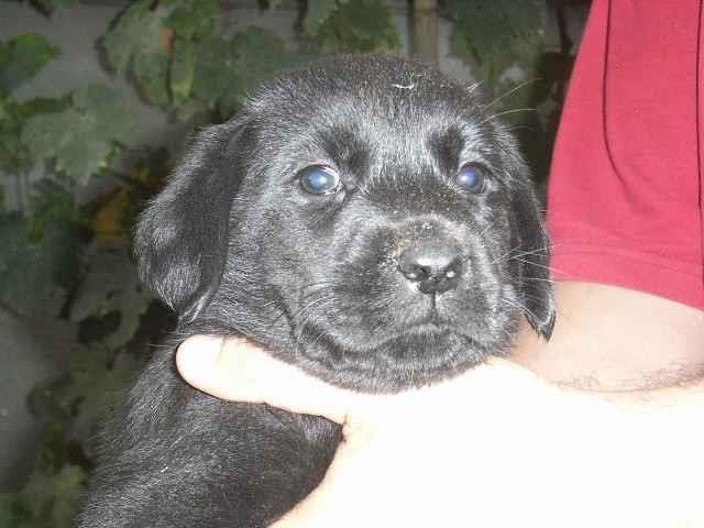 Labrador-retriver-stenad