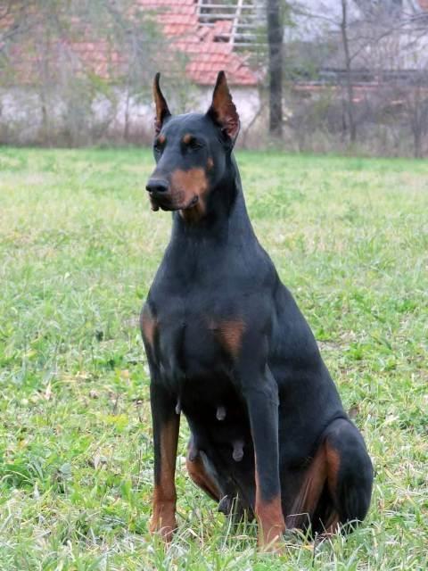 Doberman-štenci