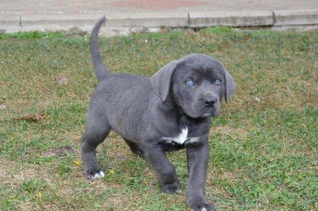 Cane-Corso--štenci