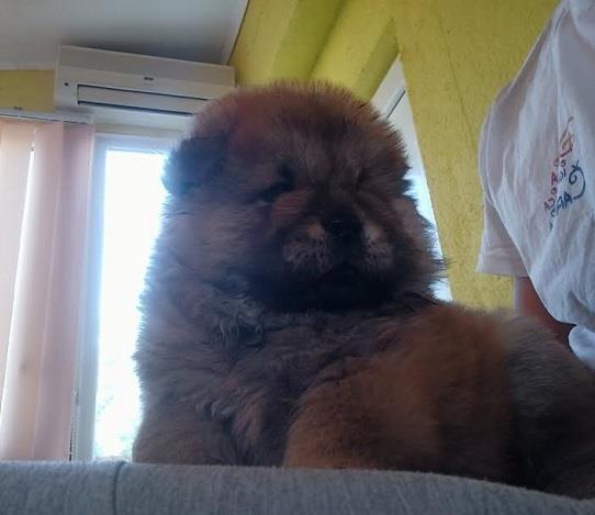 Chow-Chow-stenci