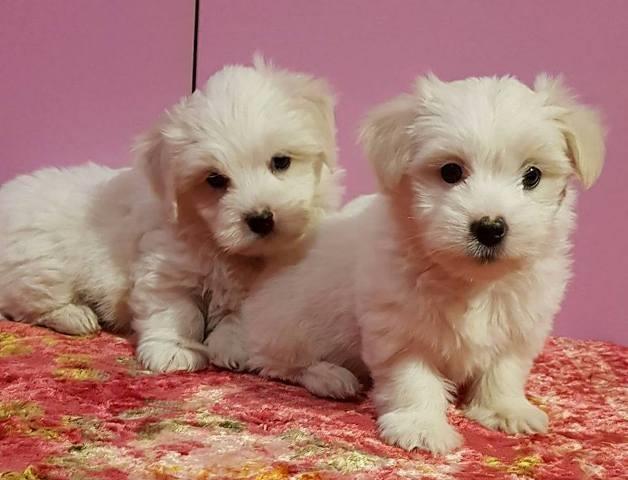 Tulearski pas - Coton de Tulear