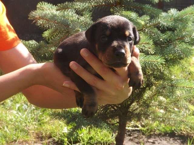 DOBERMAN - kvalitetna stenad