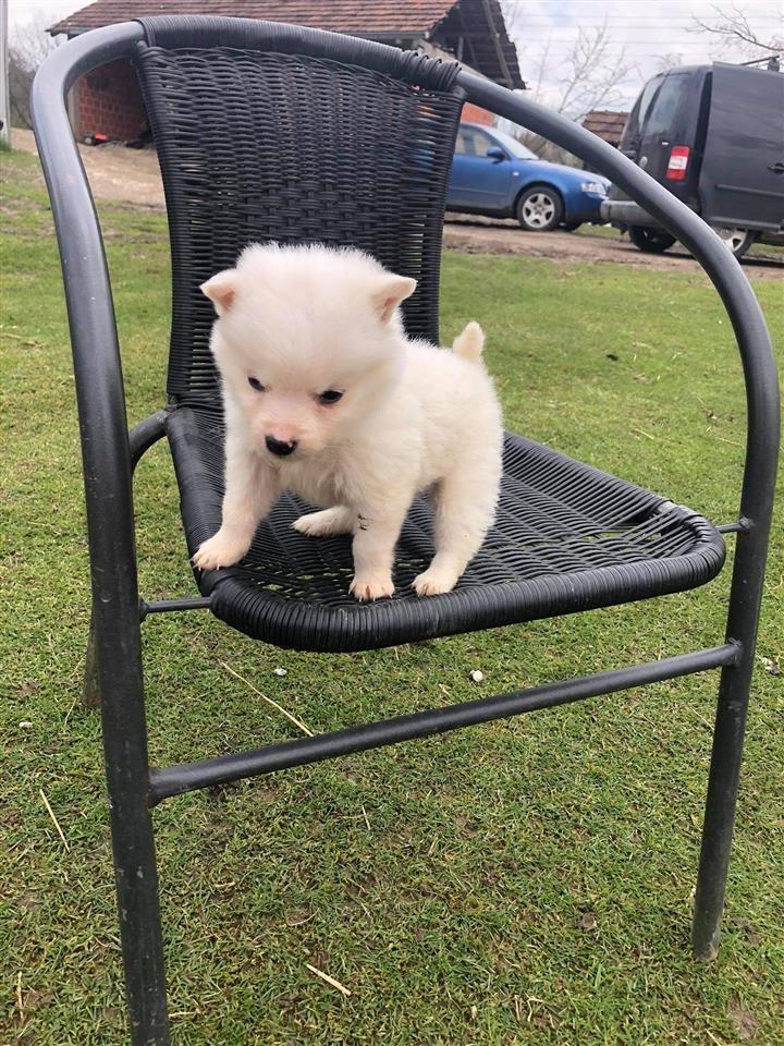 Pomeranski-mini-Spic